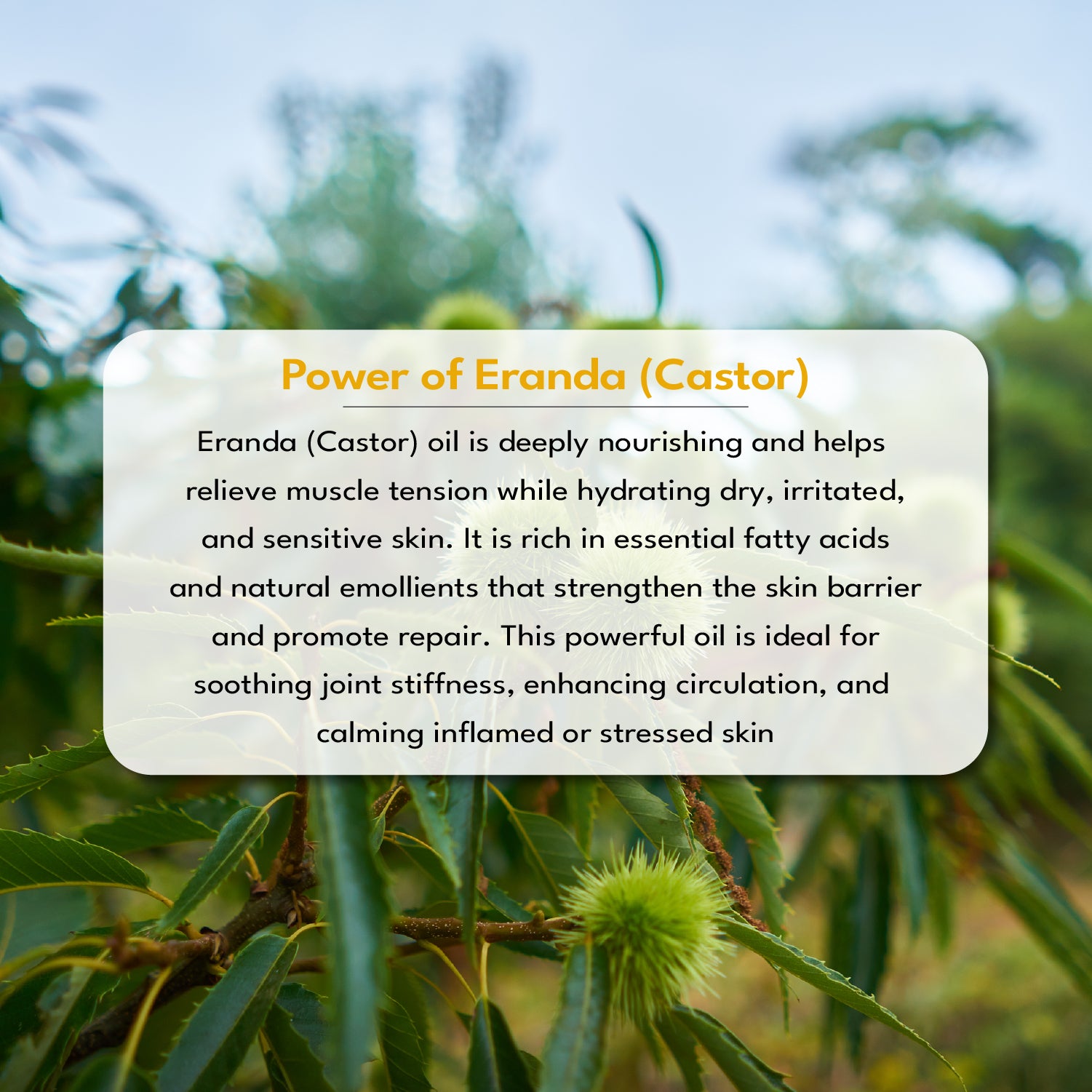 Text overlay about Erenda (Castor) oil with a blurred natural background
